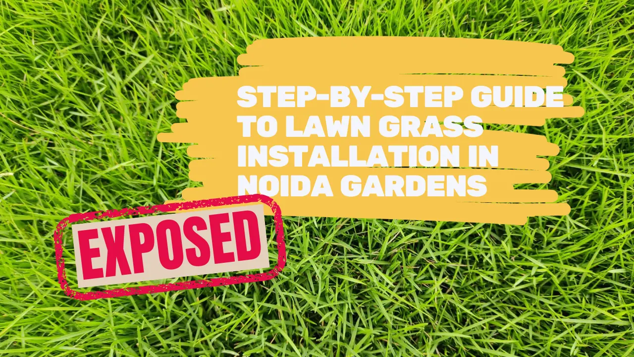 Step-by-Step Guide to Lawn Grass Installation for Noida - Balaji Nursery