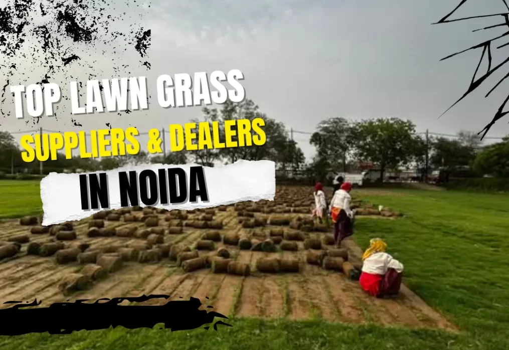 Top Lawn Grass Suppliers & Dealers in Noida