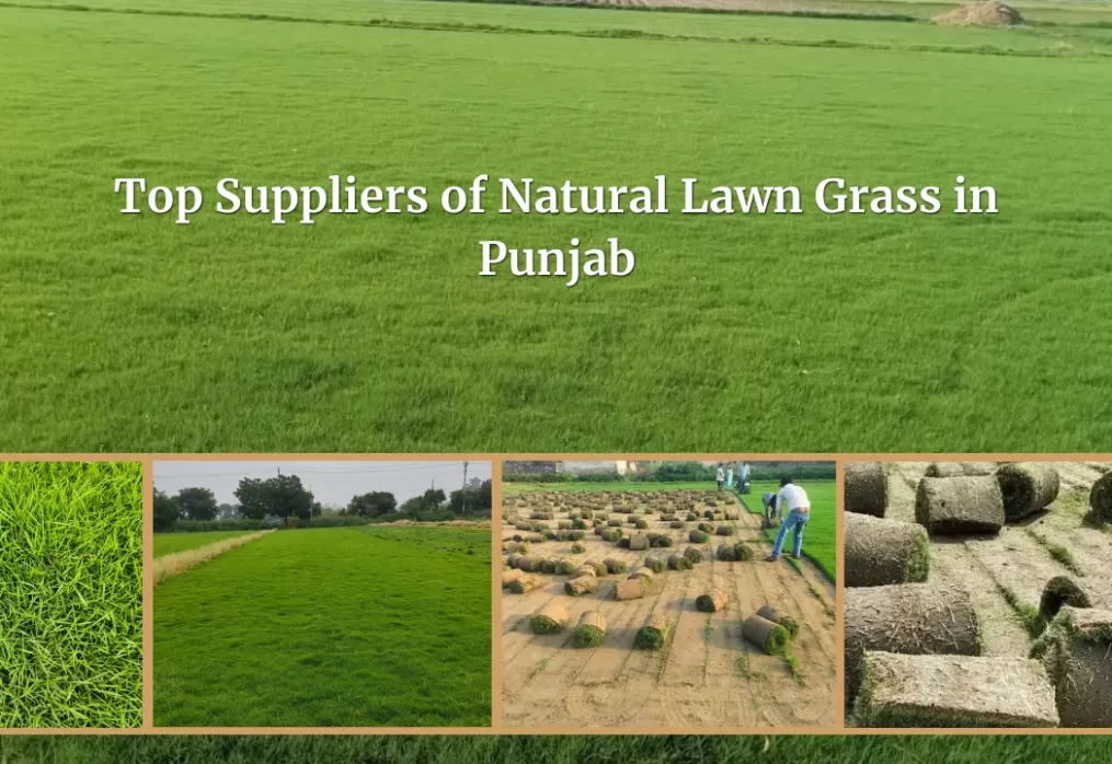Top Suppliers of Natural Lawn Grass in Punjab