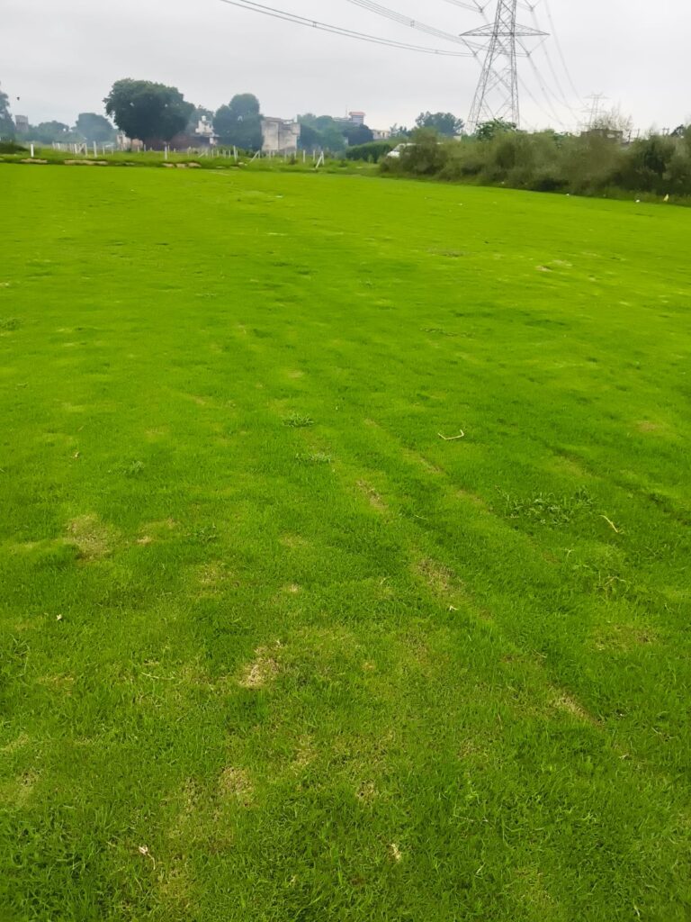 Lawn Care Tips for Gurgaon’s Harsh Weather
