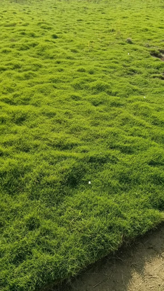 Natural Nilgiri Lawn Grass