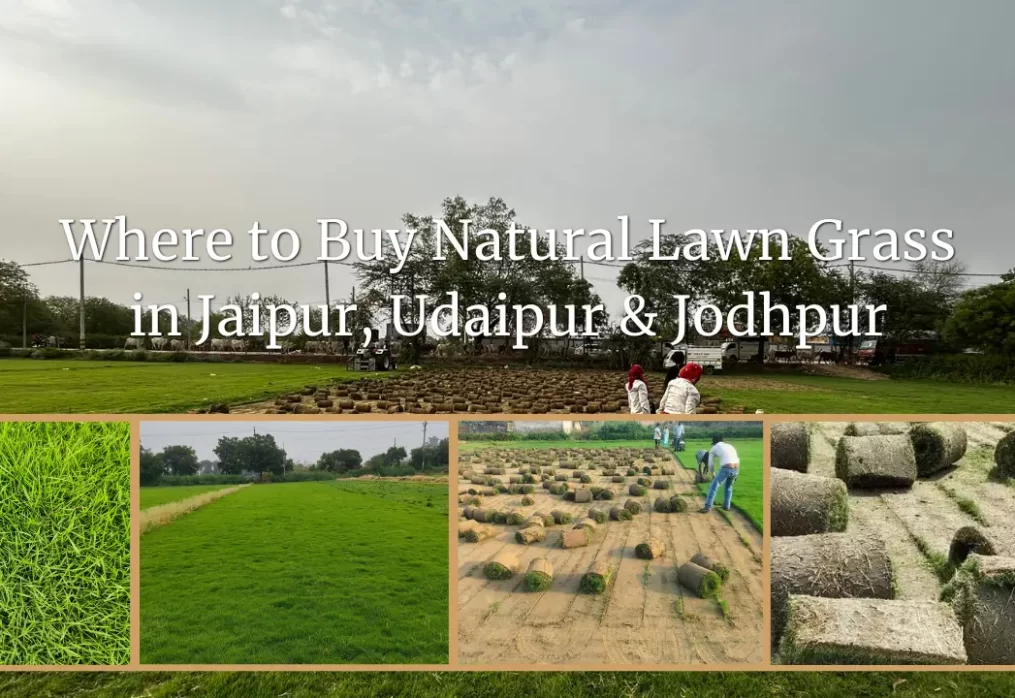 Where to Buy Natural Lawn Grass in Jaipur, Udaipur & Jodhpur