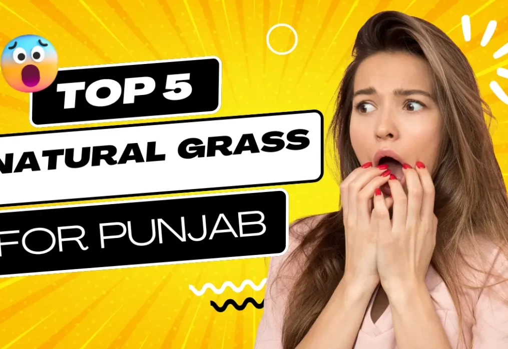 Which Grass is Best for Chandigarh Homes?
