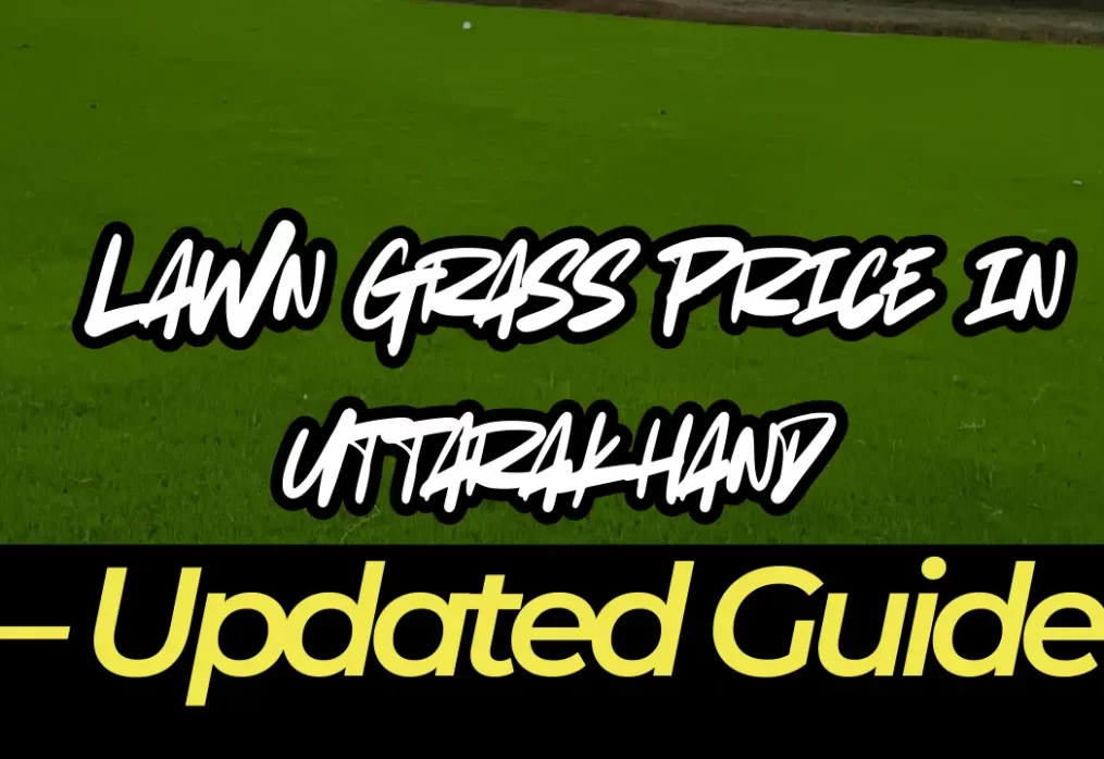 Lawn Grass Price in Uttarakhand – Updated Guide