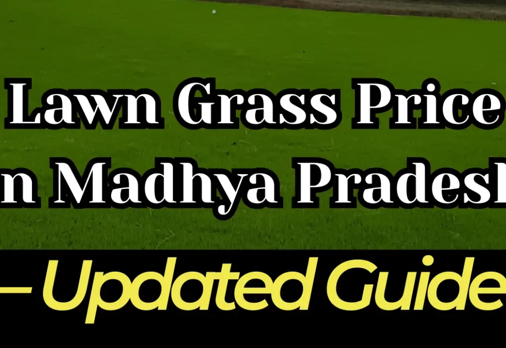 Lawn Grass Price in Madhya Pradesh – Complete Cost Guide