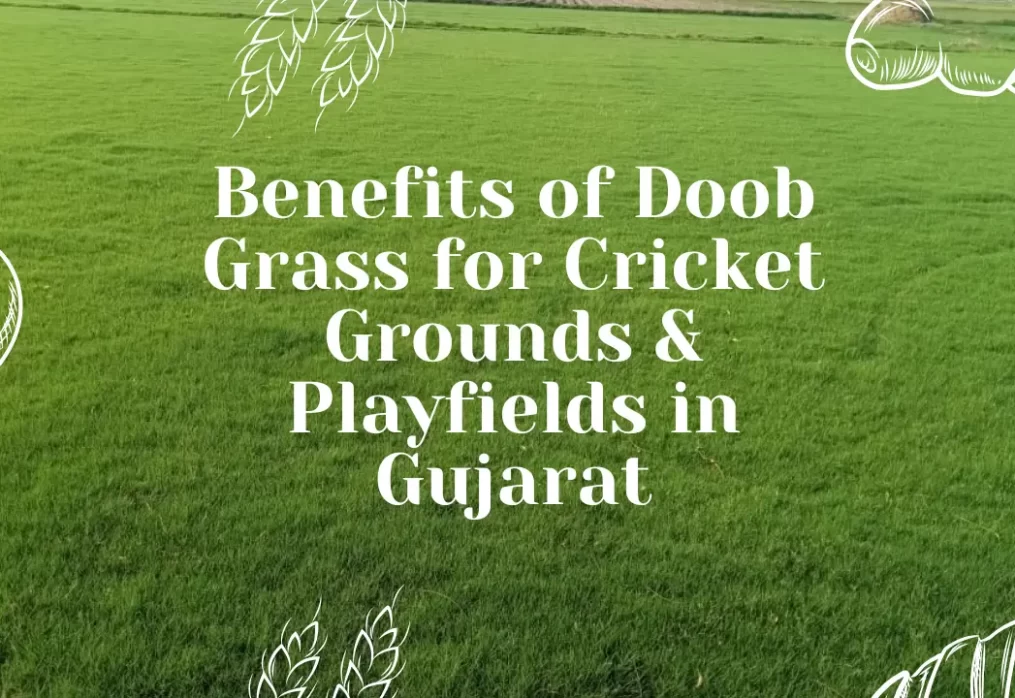 Benefits of Doob Grass for Cricket Grounds & Playfields in Gujarat