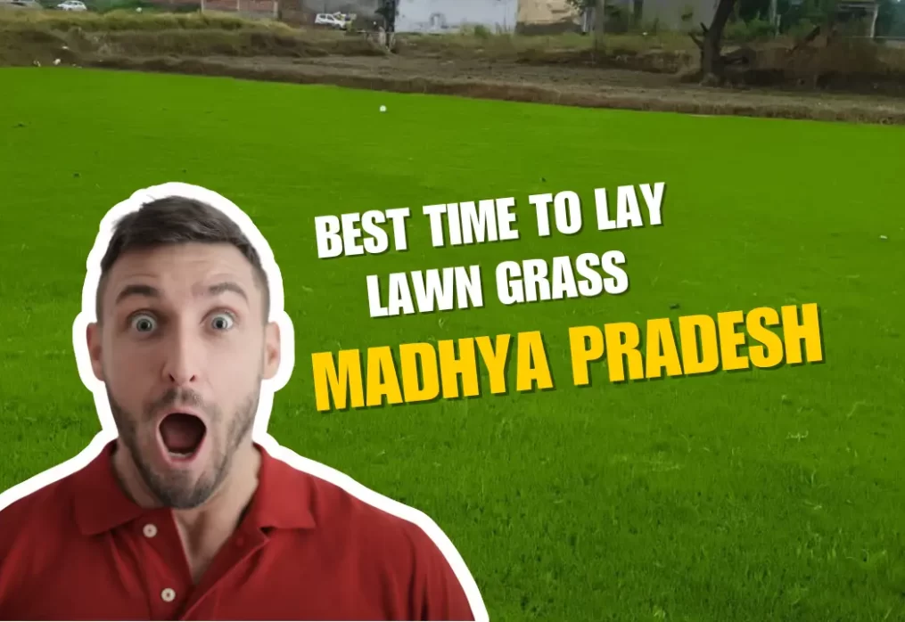 Best Time to Lay Lawn Grass in Madhya Pradesh for Long-Lasting Results