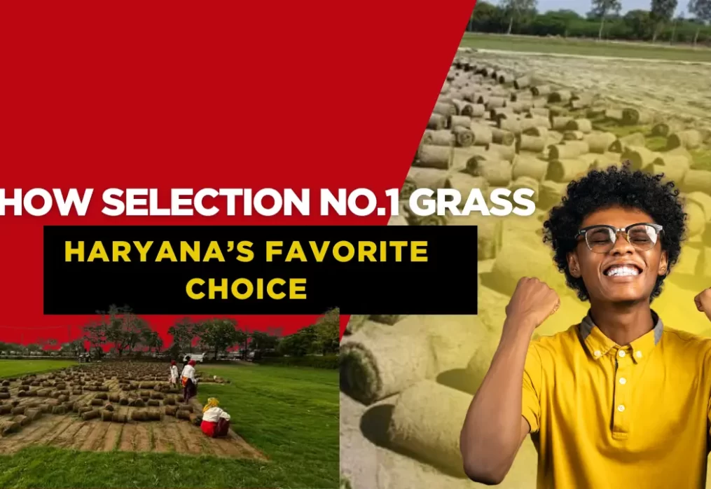 How Selection No.1 Grass Became Haryana’s Favorite Choice
