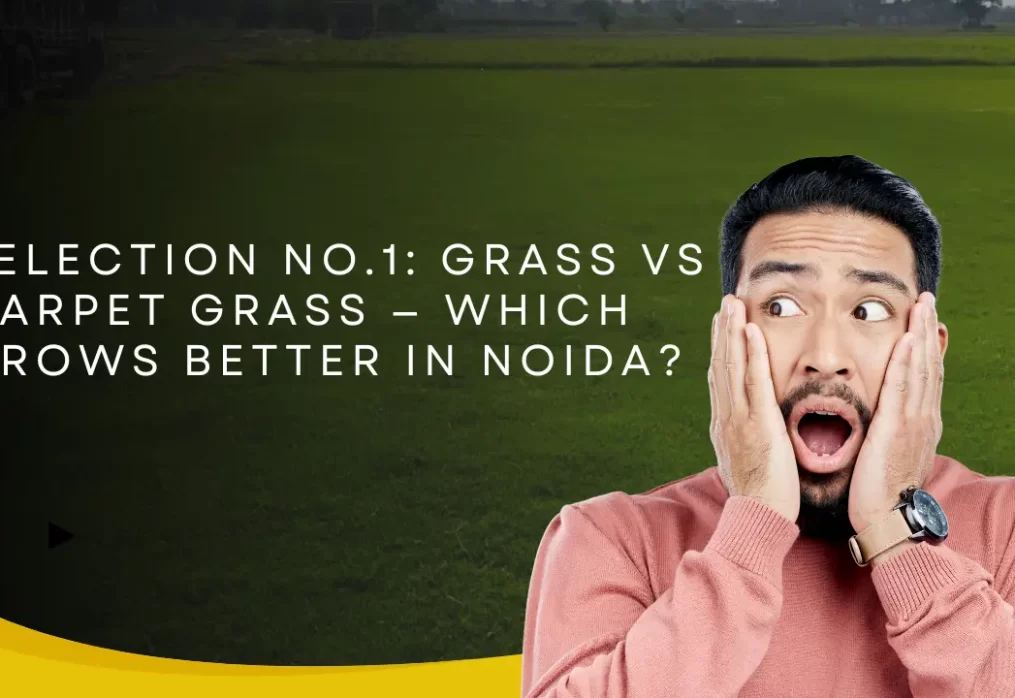 Selection No.1 Grass vs Carpet Grass — Which Grows Better in Noida?