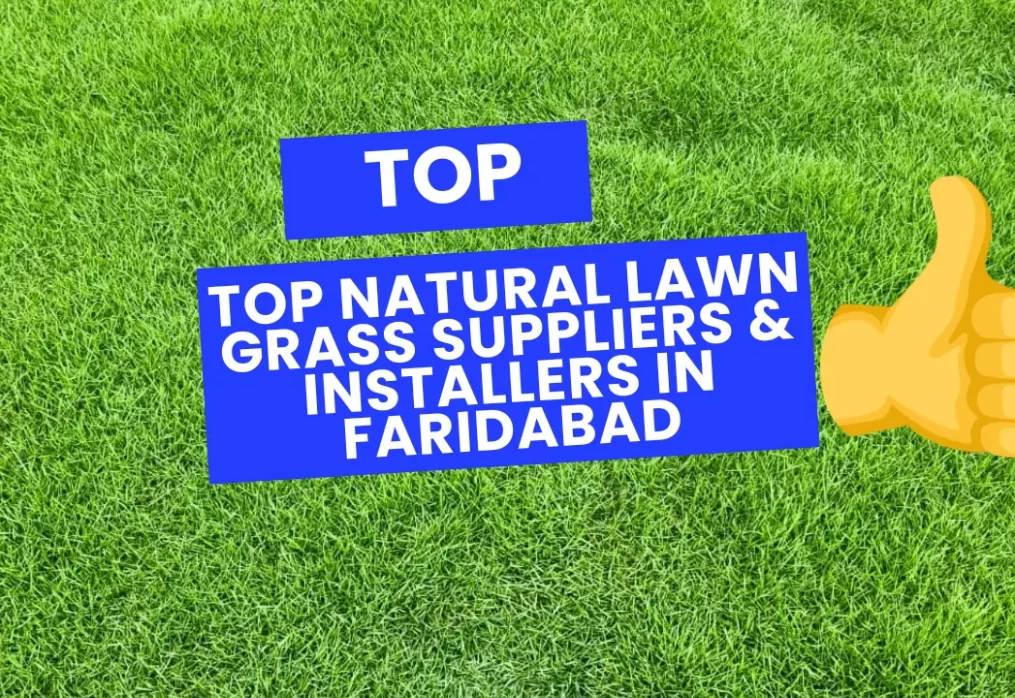 Top Natural Lawn Grass Suppliers & Installers in Faridabad