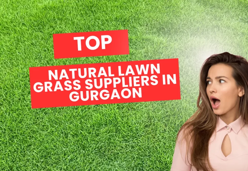 Top Natural Lawn Grass Suppliers in Gurgaon – Who to Trust?