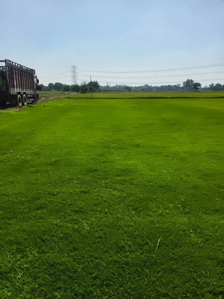 Selection No.1 Grass vs Carpet Grass — Which Grows Better in Noida? 