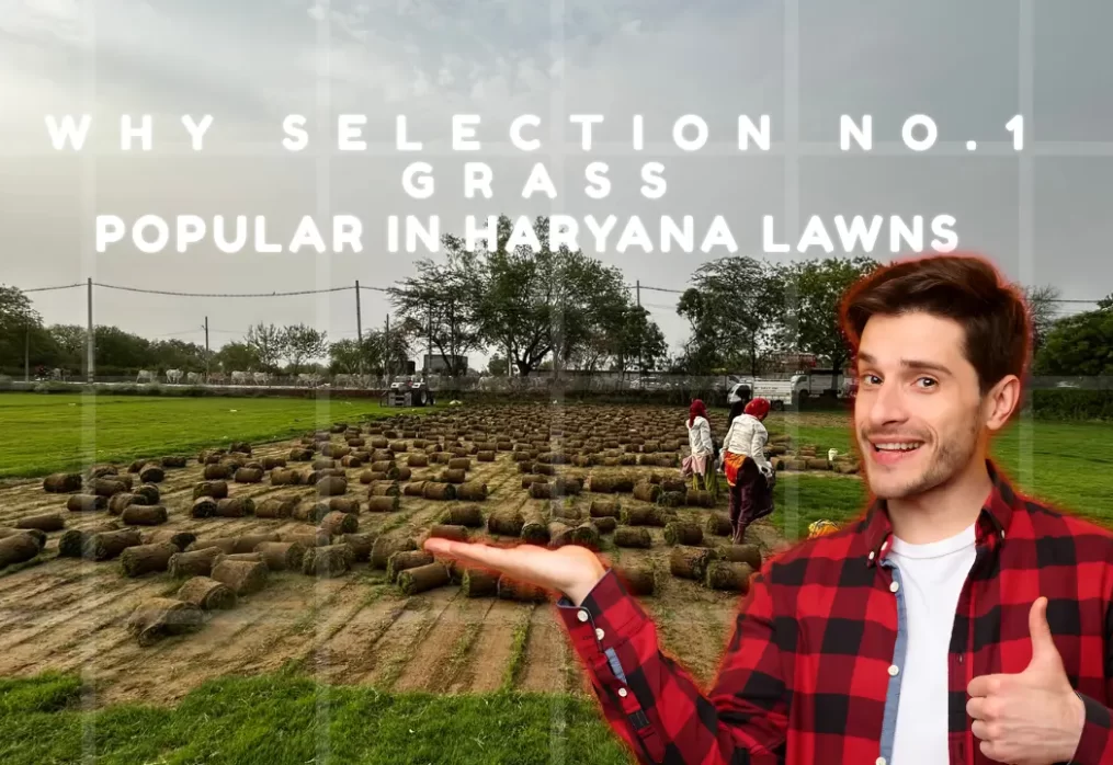 Why Selection No.1 Grass is Popular in Haryana Lawns