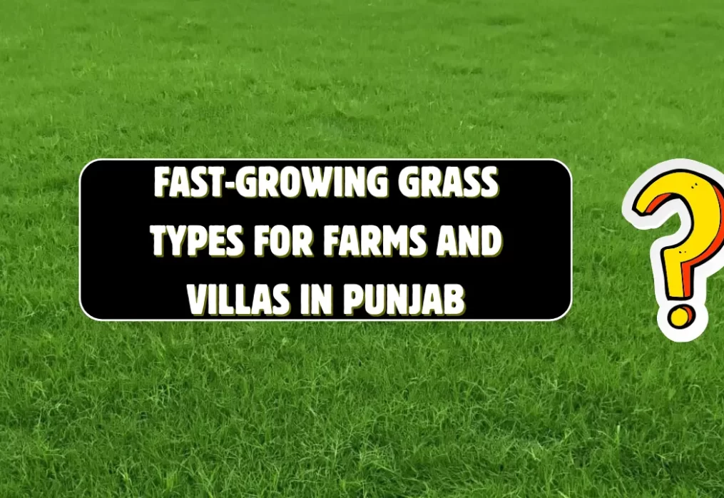 Fast-Growing Grass Types for Farms and Villas in Punjab