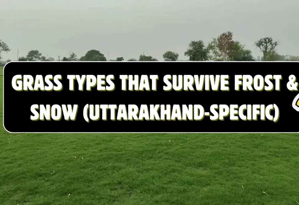 Grass Types that Survive Frost & Snow (Uttarakhand-Specific)