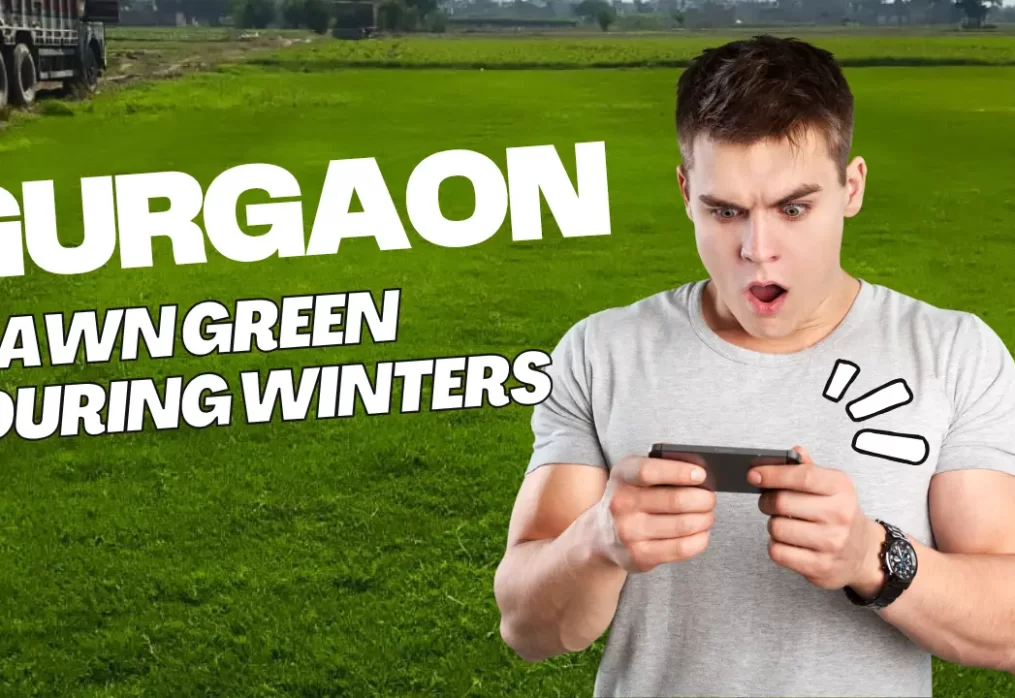 How to Keep Your Gurgaon Lawn Green During Winters