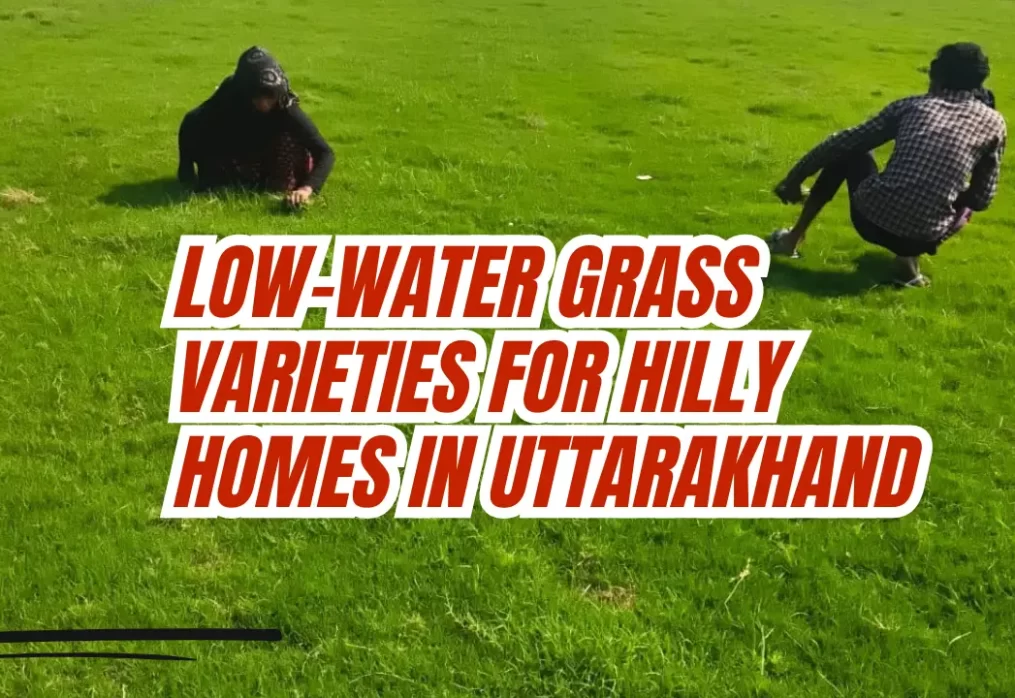 Low-Water Grass Varieties for Hilly Homes in Uttarakhand