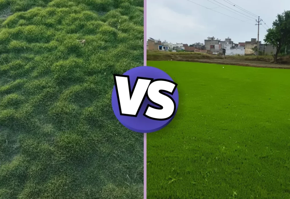 Mexican Grass vs Bermuda Grass – Which is Best for Indian Lawns?