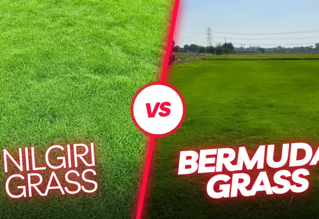 Nilgiri Grass vs Bermuda Grass – Which is Better for Your Lawn?
