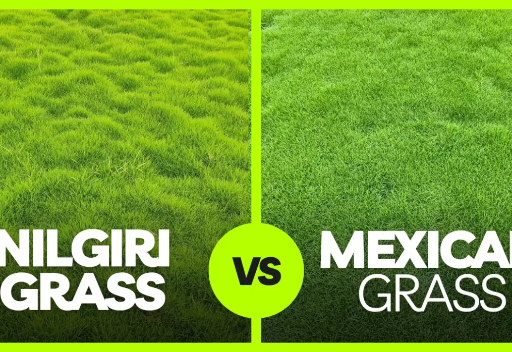 Nilgiri Grass vs Mexican Grass – Which Suits Indian Climate?