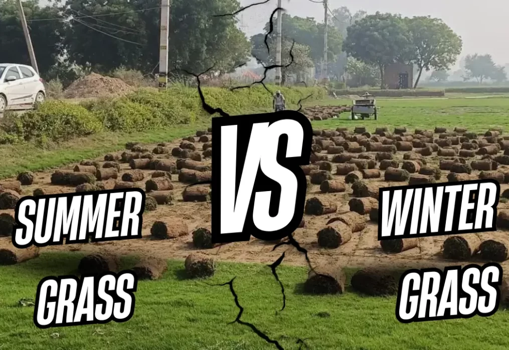 Summer vs Winter Grass Varieties – Which to Choose in Himachal