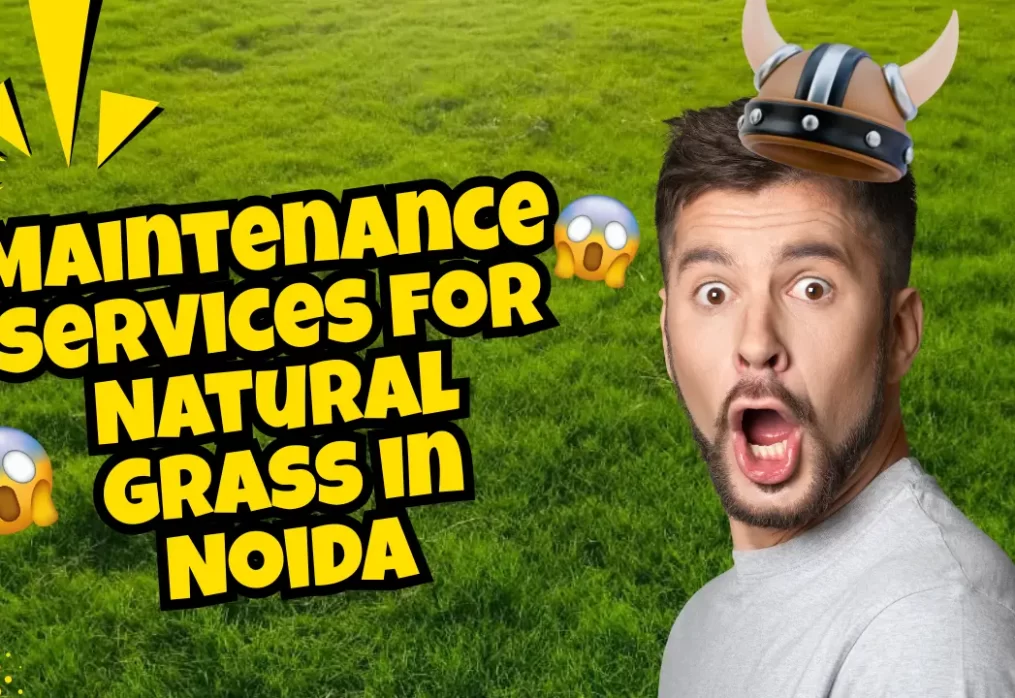 Top Garden Maintenance Services for Natural Grass in Noida