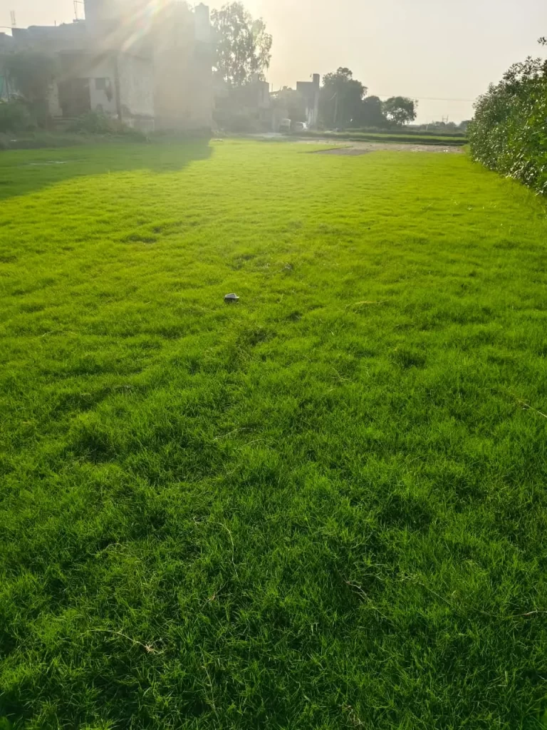 Top 5 Lawn Care Tips for Healthy Green Grass in Delhi Gardens