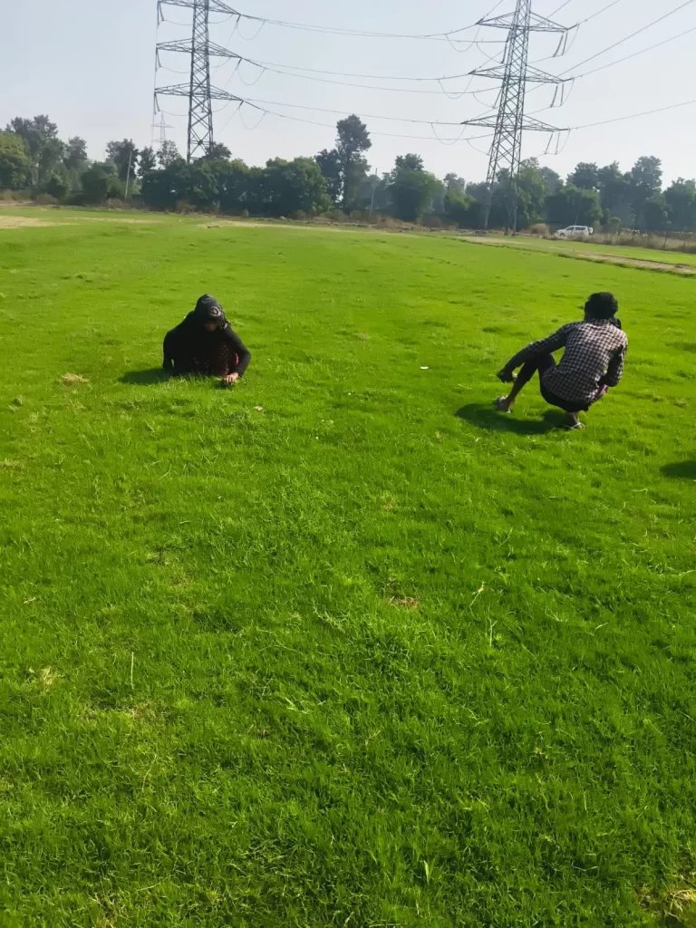 Summer vs Winter Grass Varieties – Which to Choose in Himachal 