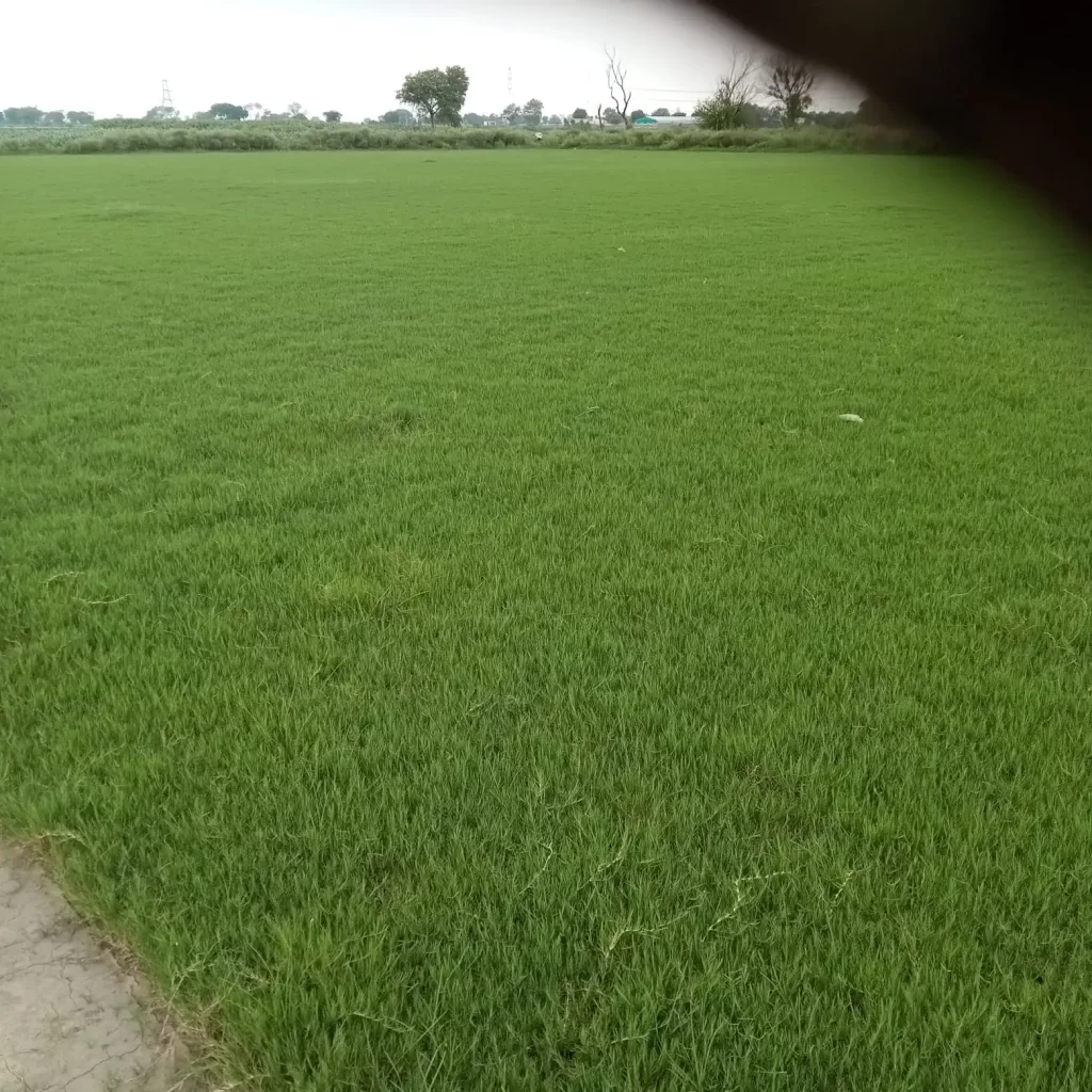 Doob Grass (Bermuda Grass)