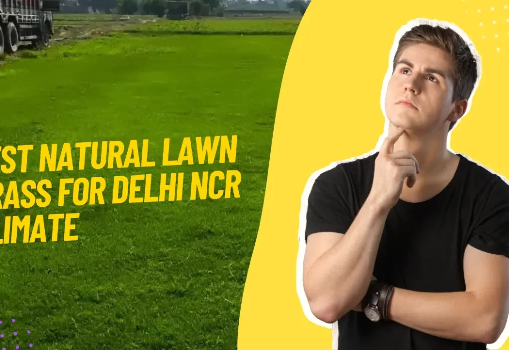 Best Natural Lawn Grass for Delhi NCR Climate