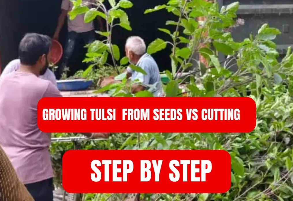 Growing Tulsi from Seeds vs Cuttings (Step-by-Step)