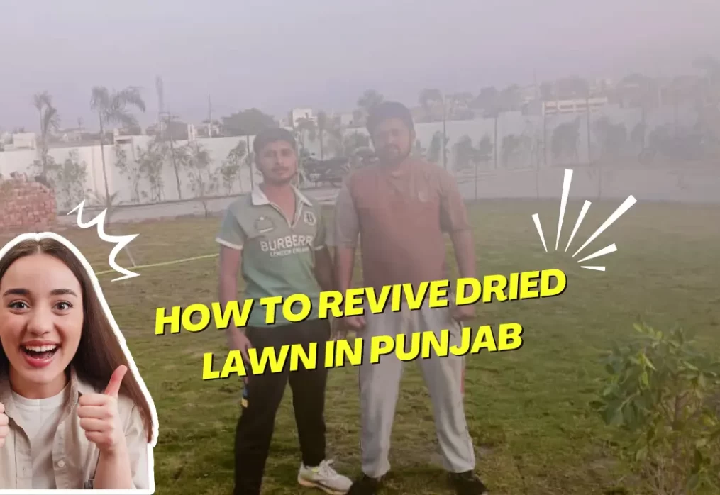 How to Revive Dried Lawn in Punjab Using Urea, DAP & MOP