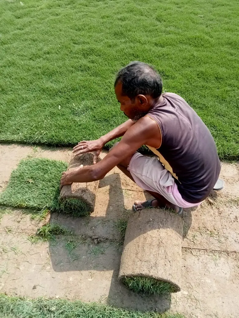 Zoysia Grass