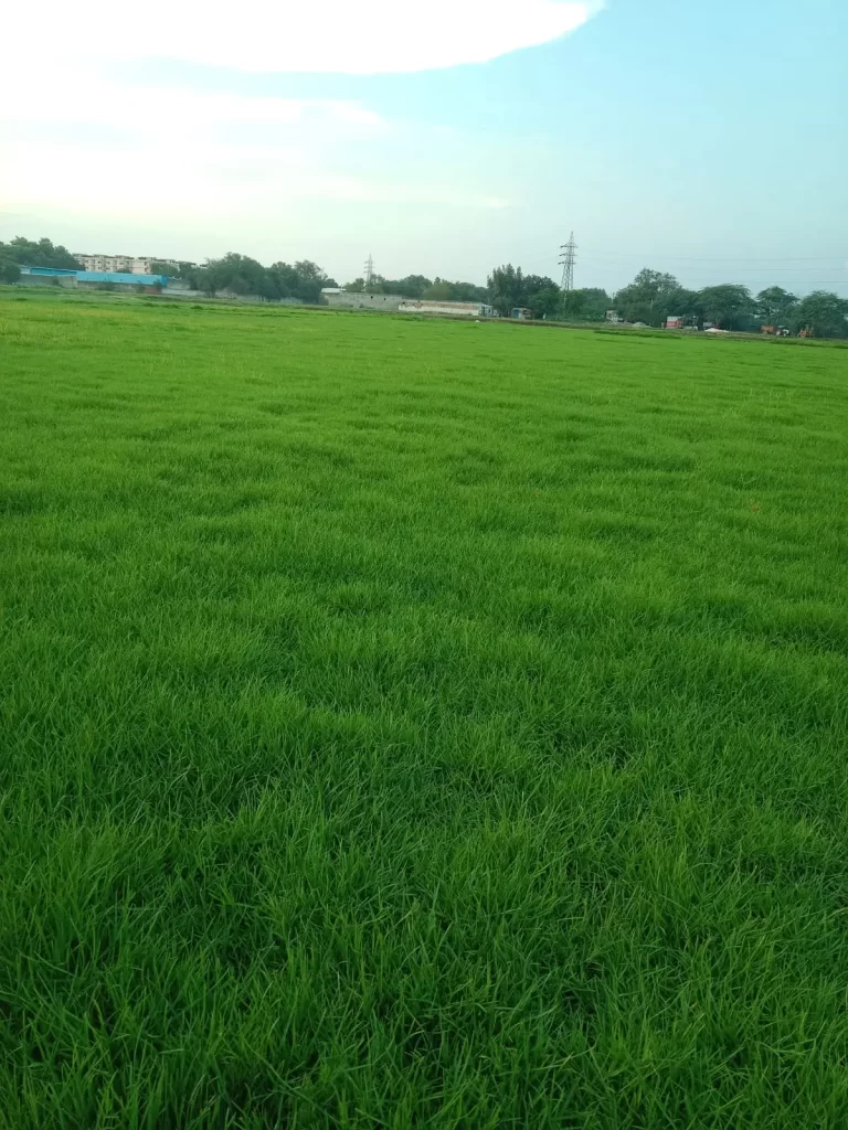 Korean Grass
