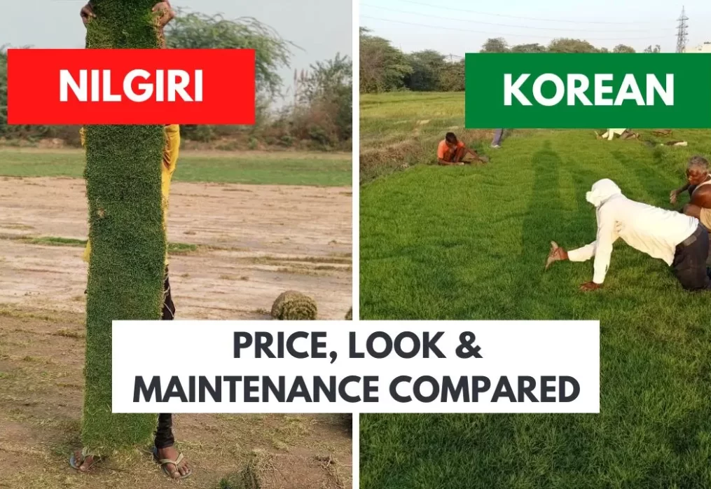 Nilgiri Grass vs Korean Grass – Price, Look & Maintenance Compared