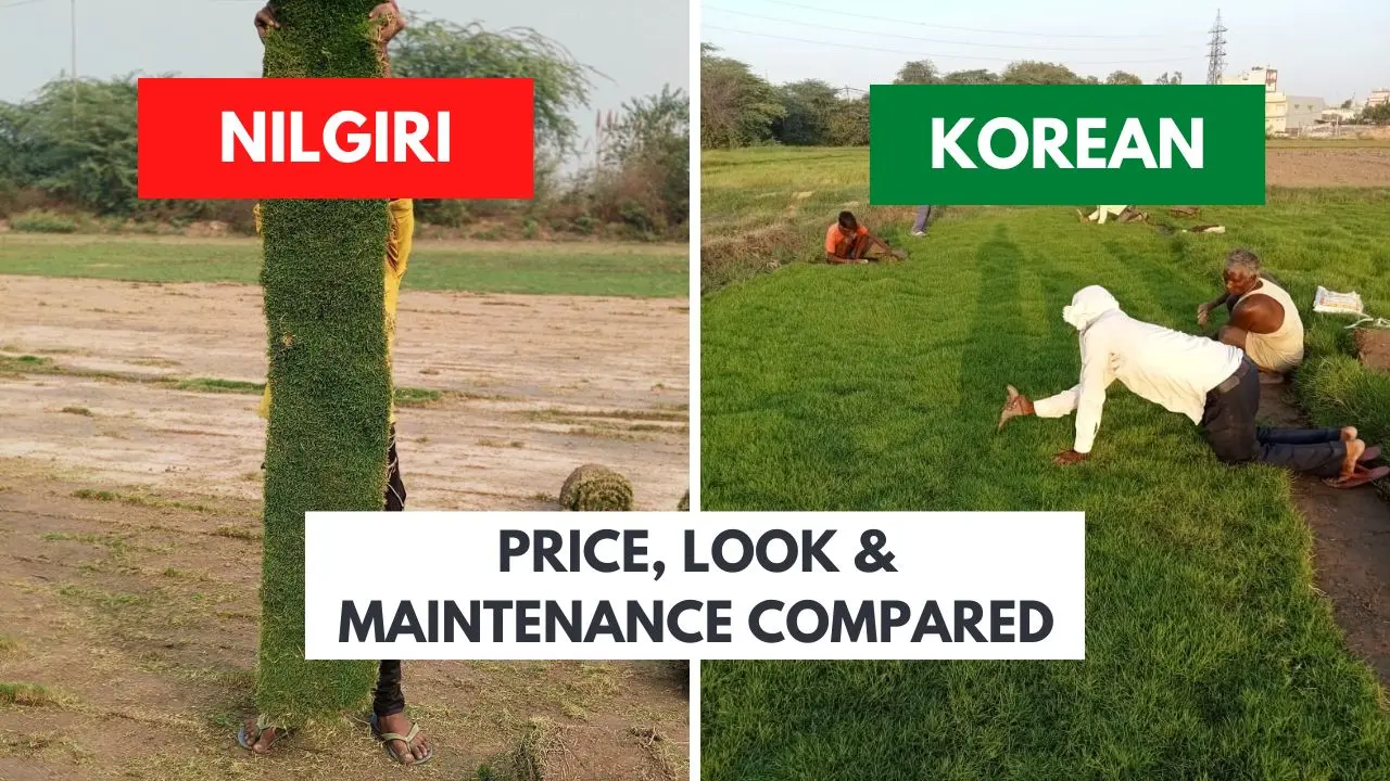 Nilgiri Grass vs Korean Grass – Price, Look & Maintenance Compared Nilgiri Grass vs Korean Grass – Price, Look & Maintenance Compared