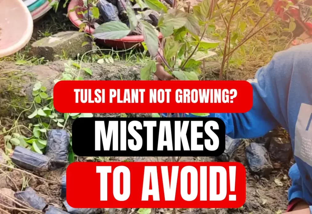 Tulsi Plant Not Growing? 9 Common Mistakes Indians Make