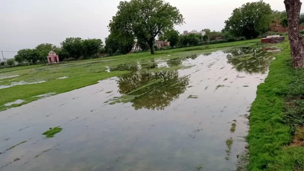 Why Lawn Grass Fails After Installation (Real Indian Case Studies)