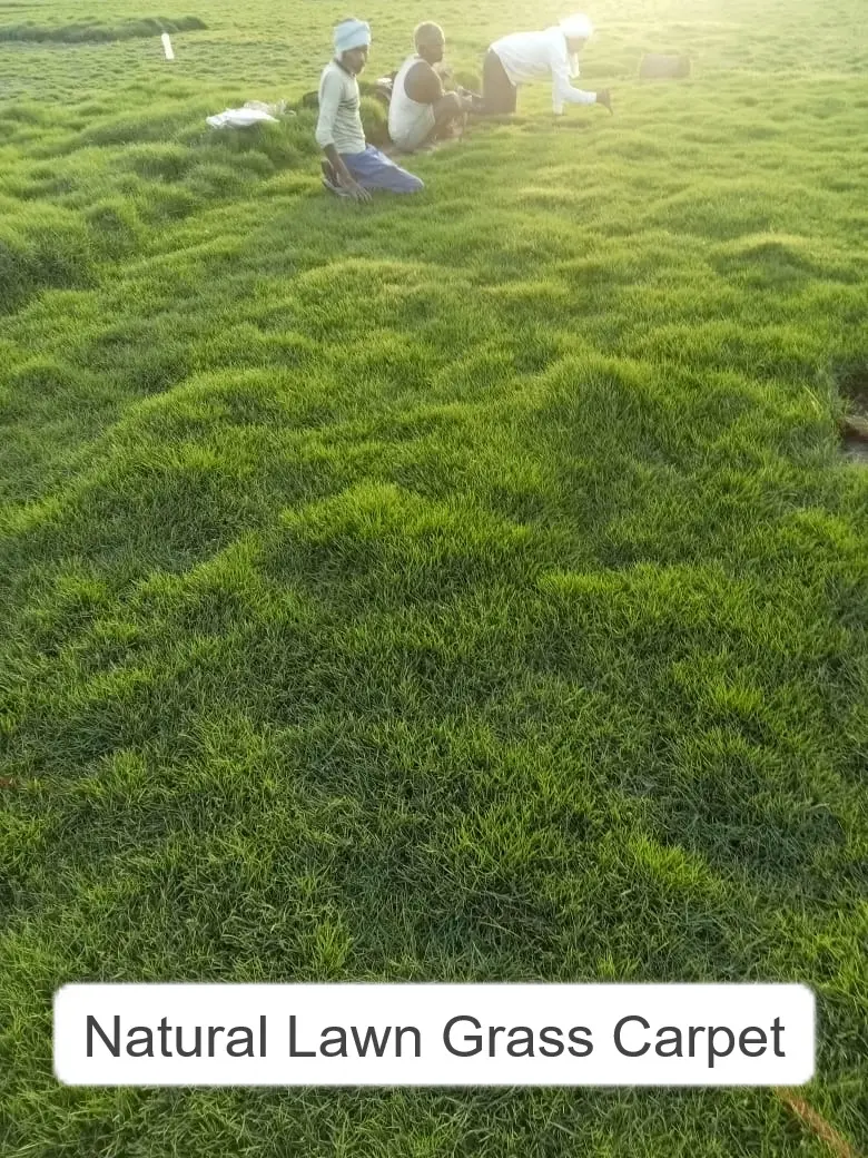 Top 5 Natural Lawn Grasses Best Suited for Indian Climate