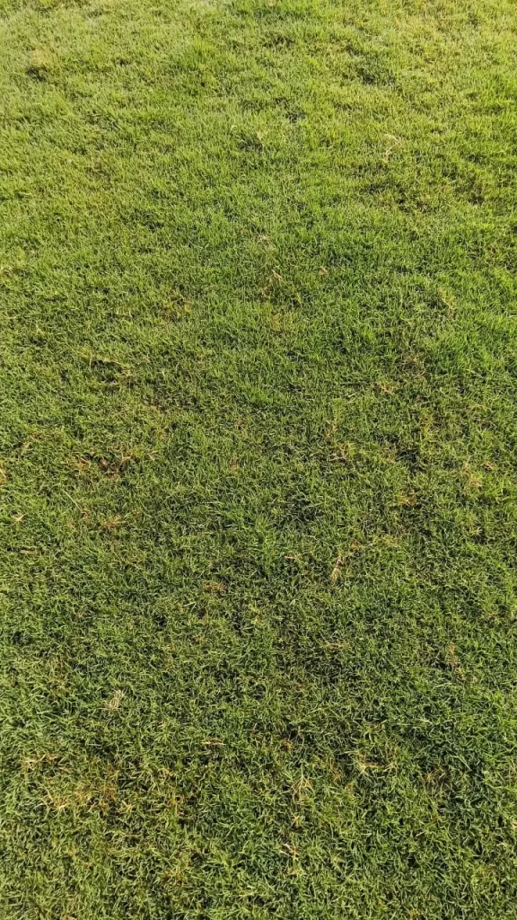 Best Lawn Grass for High-Footfall Religious Places in Punjab