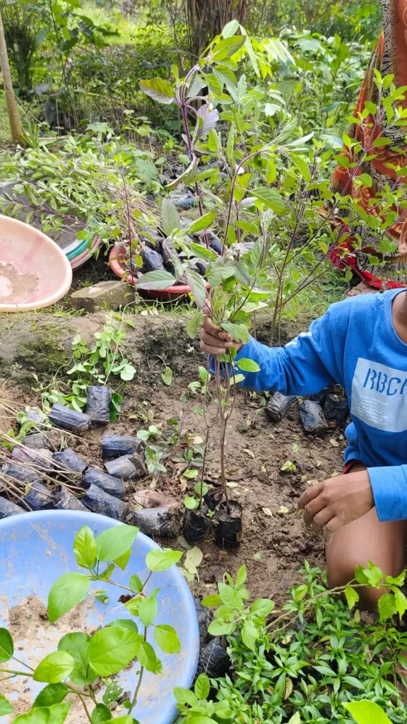 Tulsi Plant Not Growing at Home – Common Indian Mistakes