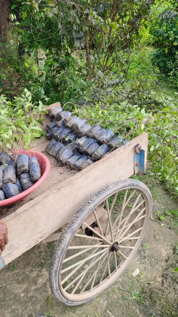 Tulsi plant not growing well because it is kept away from sunlight.