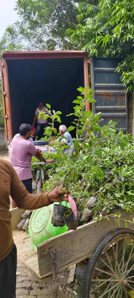 tulsi plant from cutting