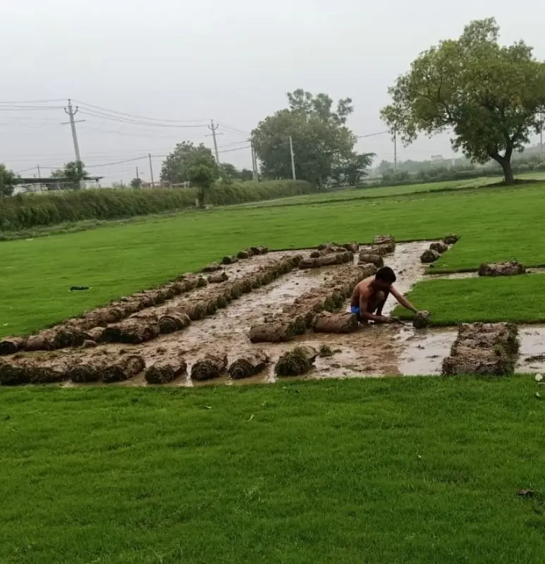 Natural Grass Manufacturer