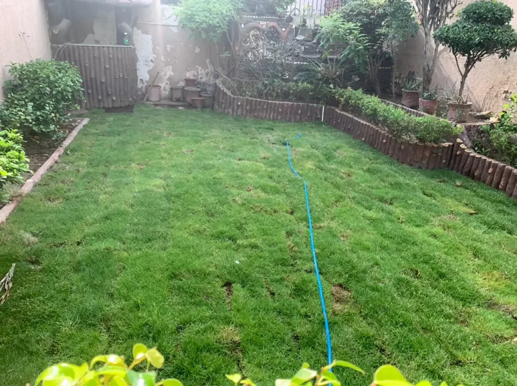 Bermuda grass in Mohali