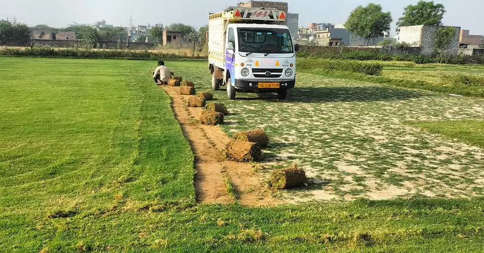 Natural lawn grass in Patiala district Punjab