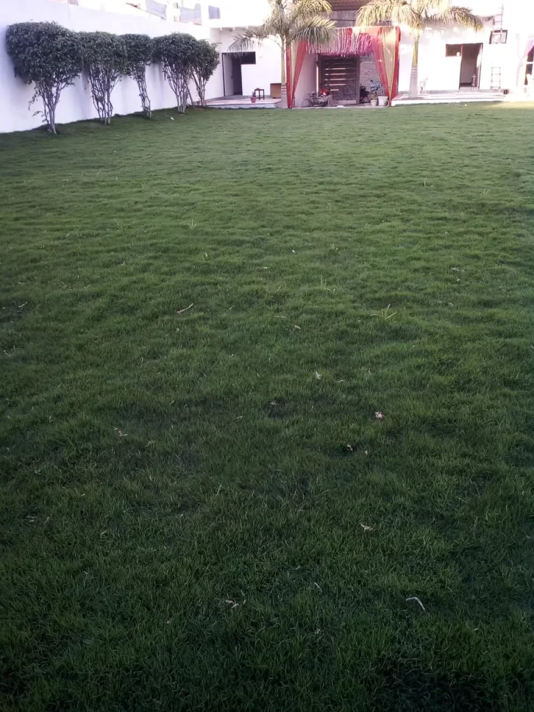 Industrial lawn grass installation in Yamuna Nagar