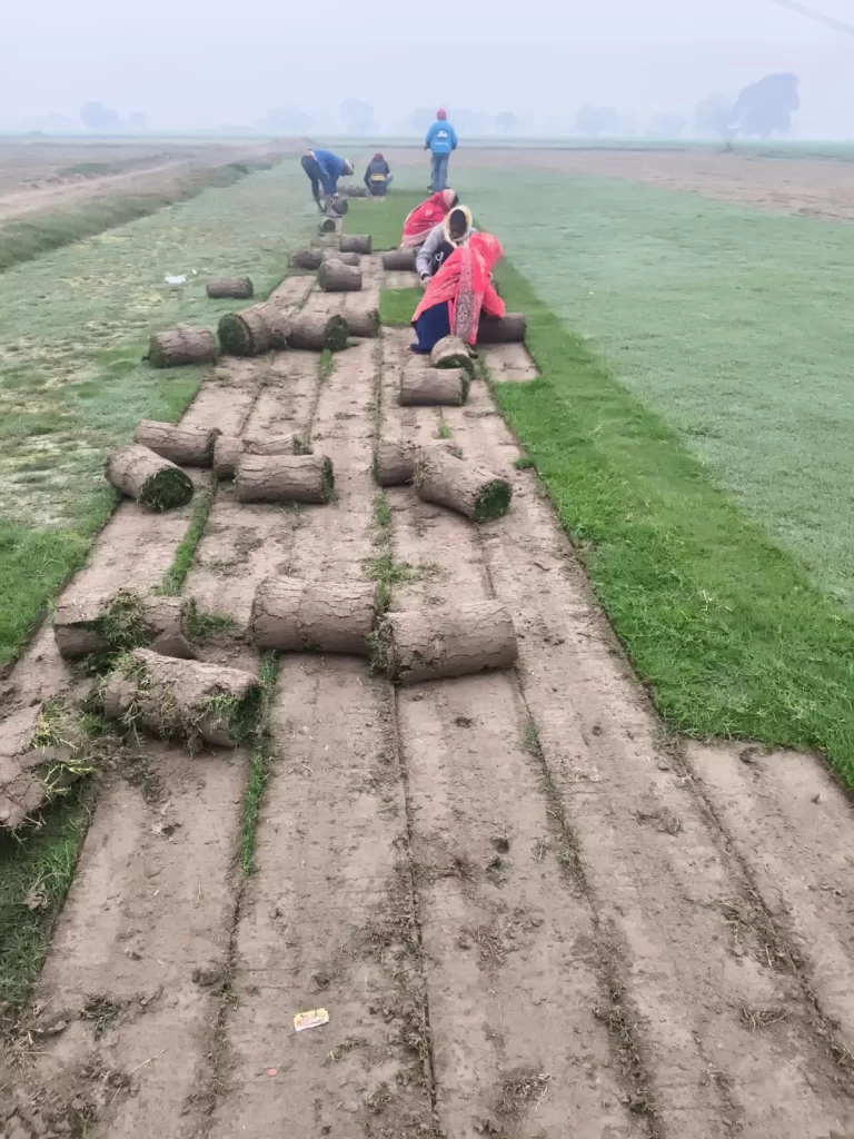 Bermuda grass in Neemrana