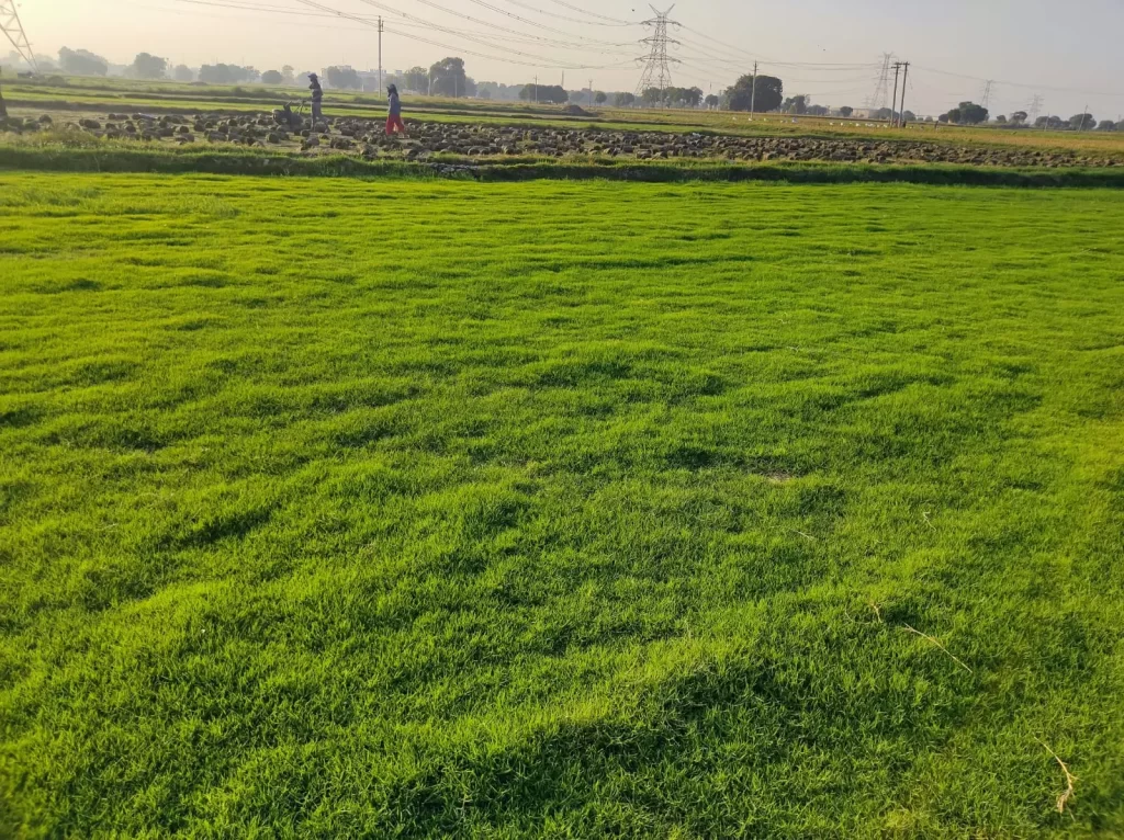 Best lawn grass for farmhouse in India