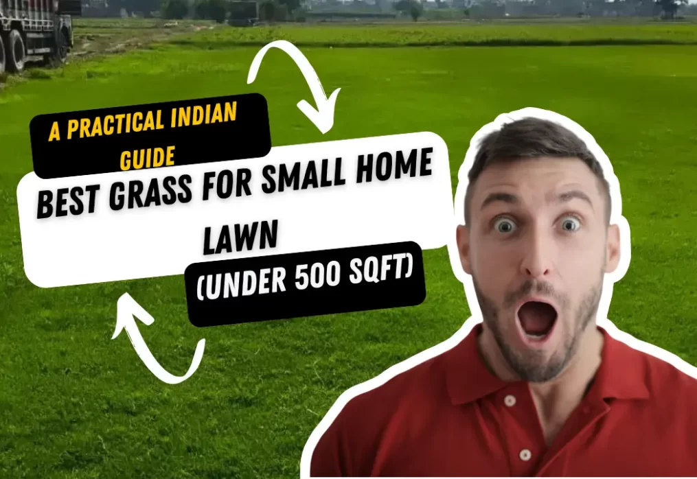 Best grass for small home lawn (under 500 sqft)